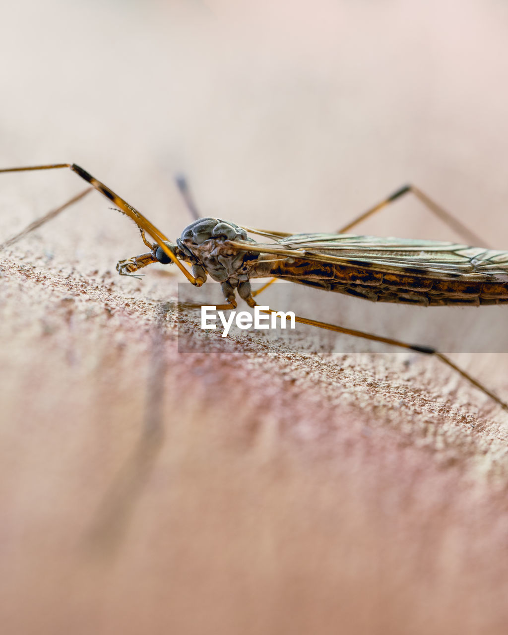 A close-up of a limoniidae mosquito