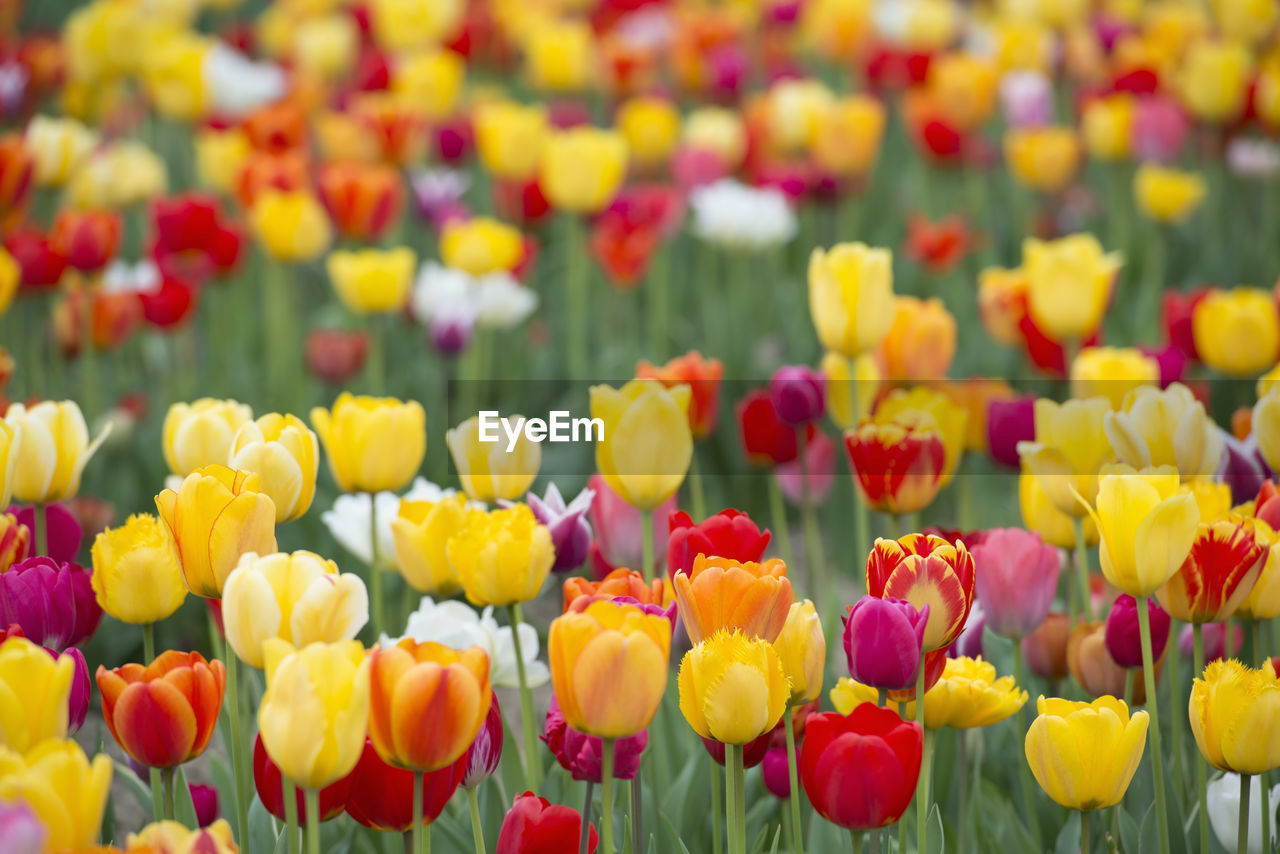 CLOSE-UP OF MULTI COLORED TULIPS IN YELLOW