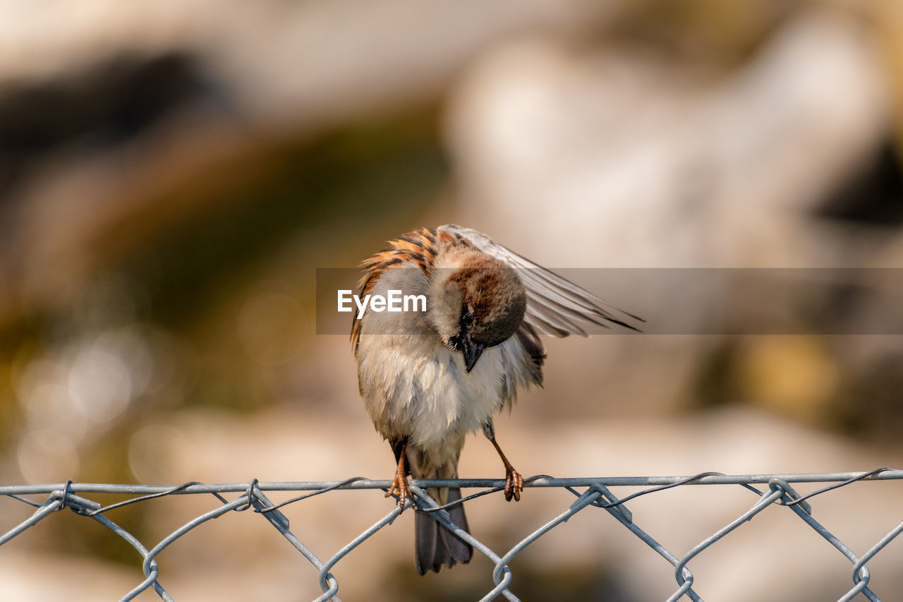 CLOSE-UP OF A BIRD PERCHING ON FENCE
