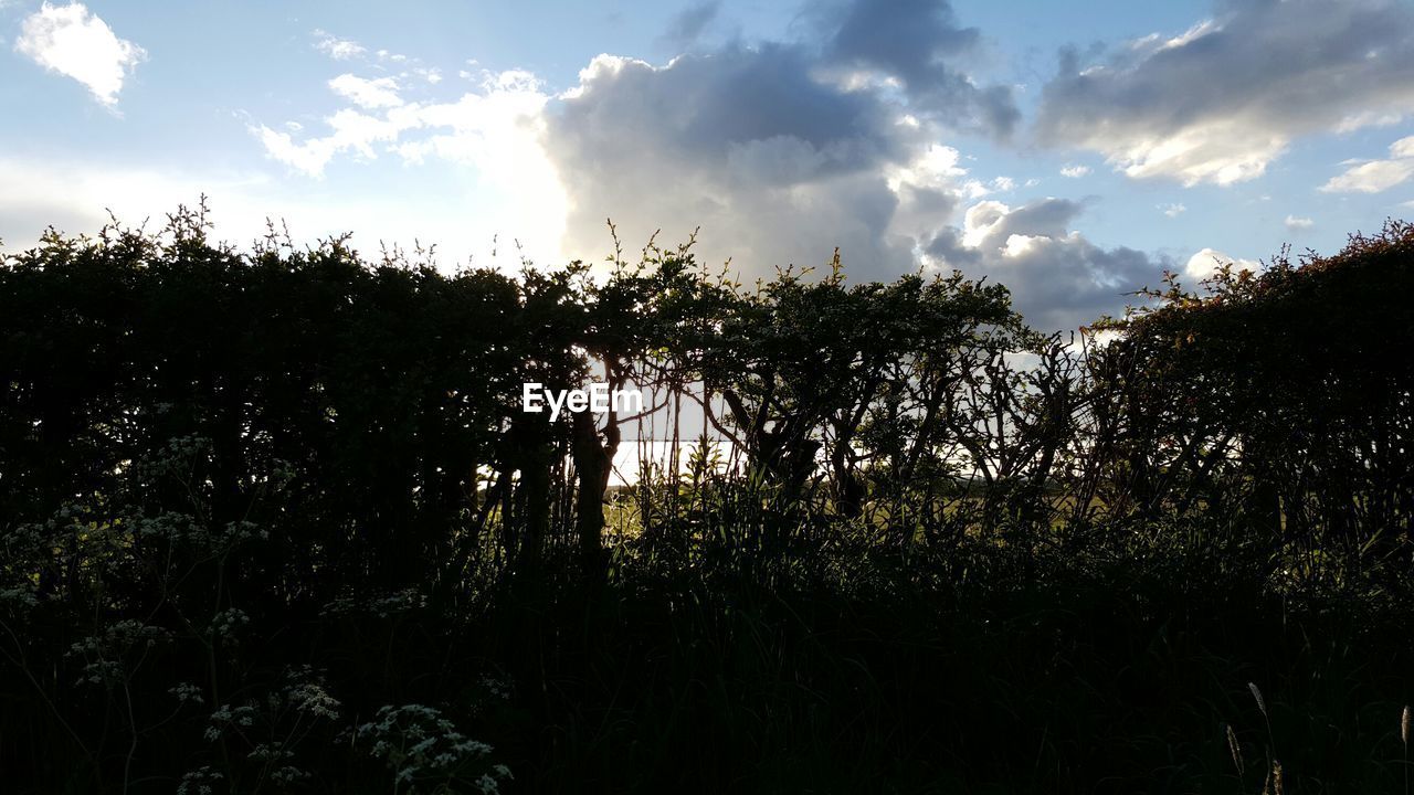 Low angle view of silhouette trees against sky