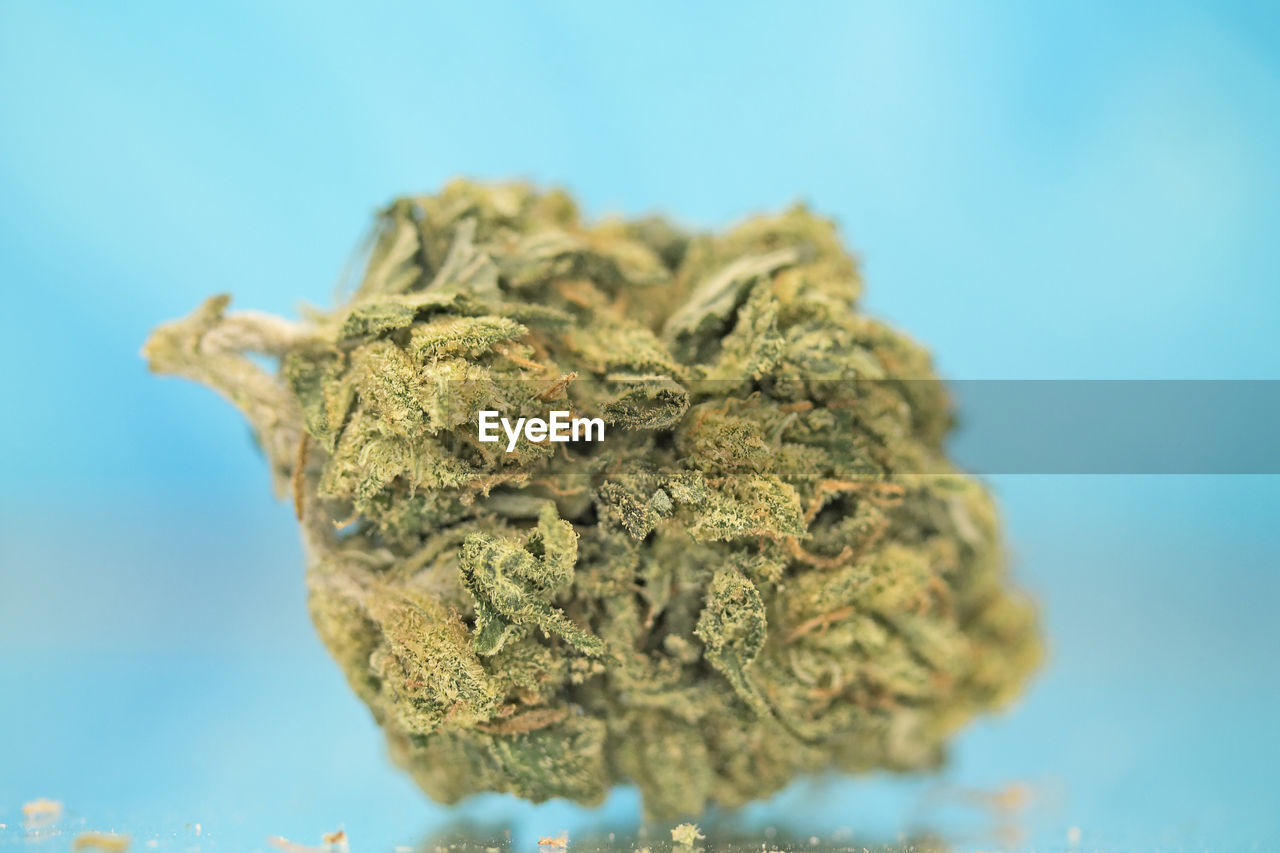 Medical marijuana flower for dispensary menu. cannabis bud