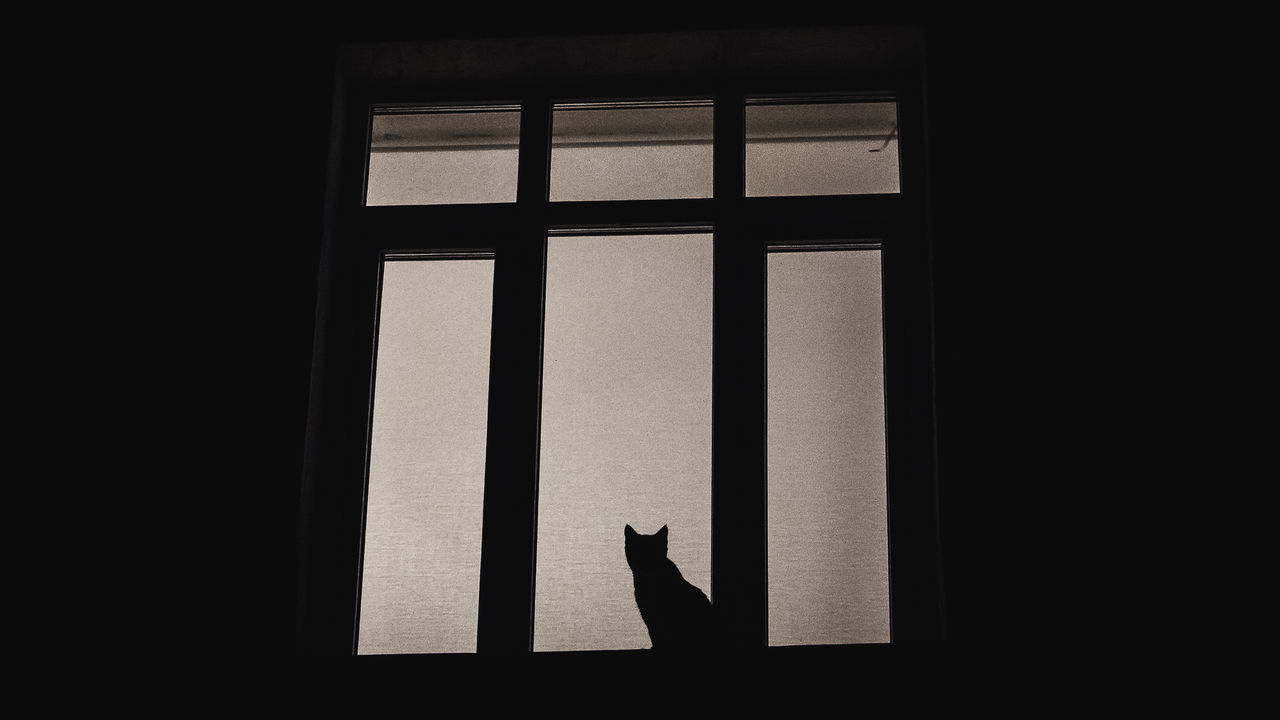 SILHOUETTE OF BIRD IN WINDOW