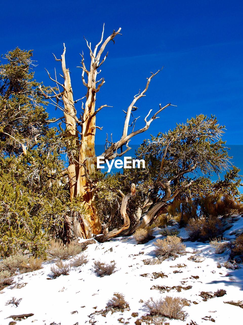 TREES ON SNOW COVERED LAND AGAINST SKY
