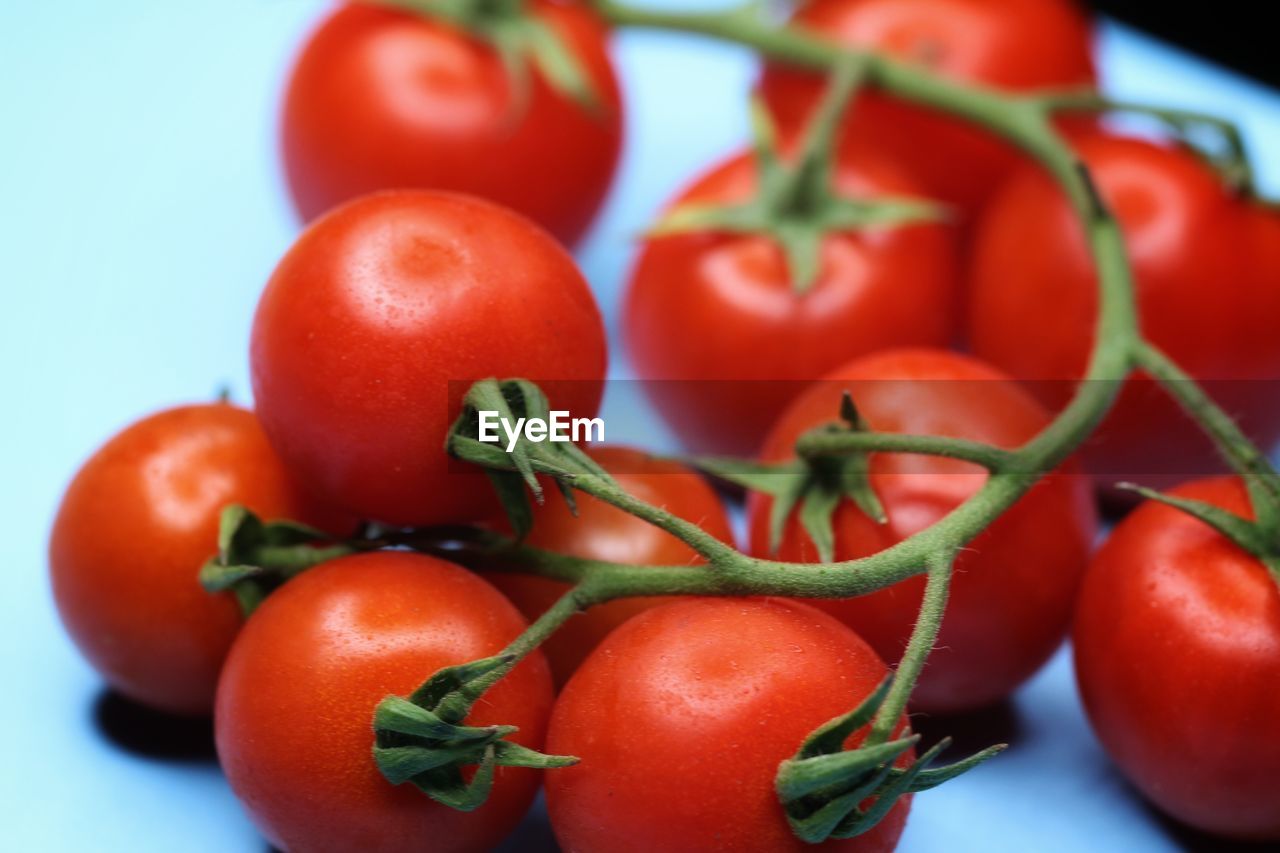 CLOSE-UP OF CHERRY TOMATOES IN SPRING