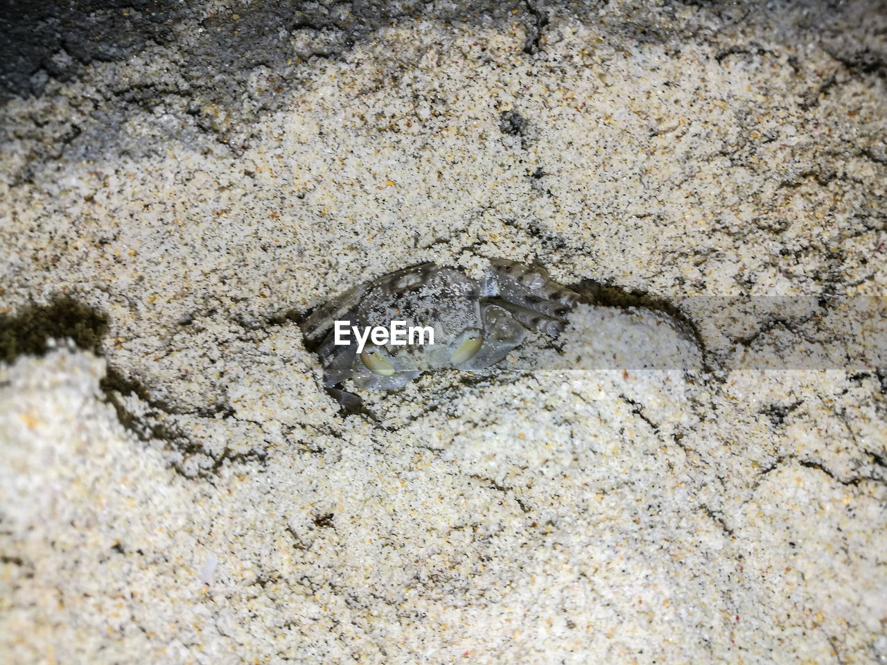 CLOSE-UP OF CRAB ON BEACH