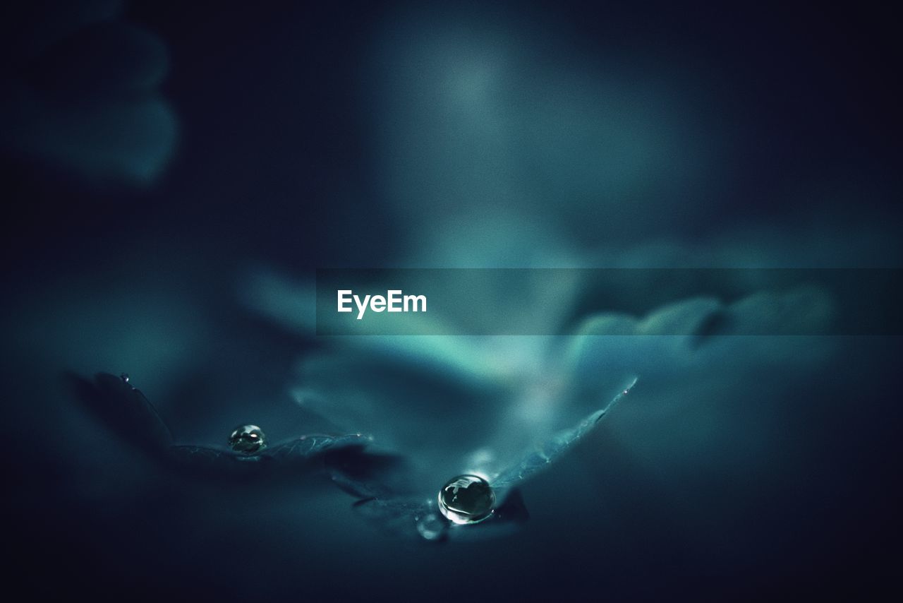 Close-up of water drops
