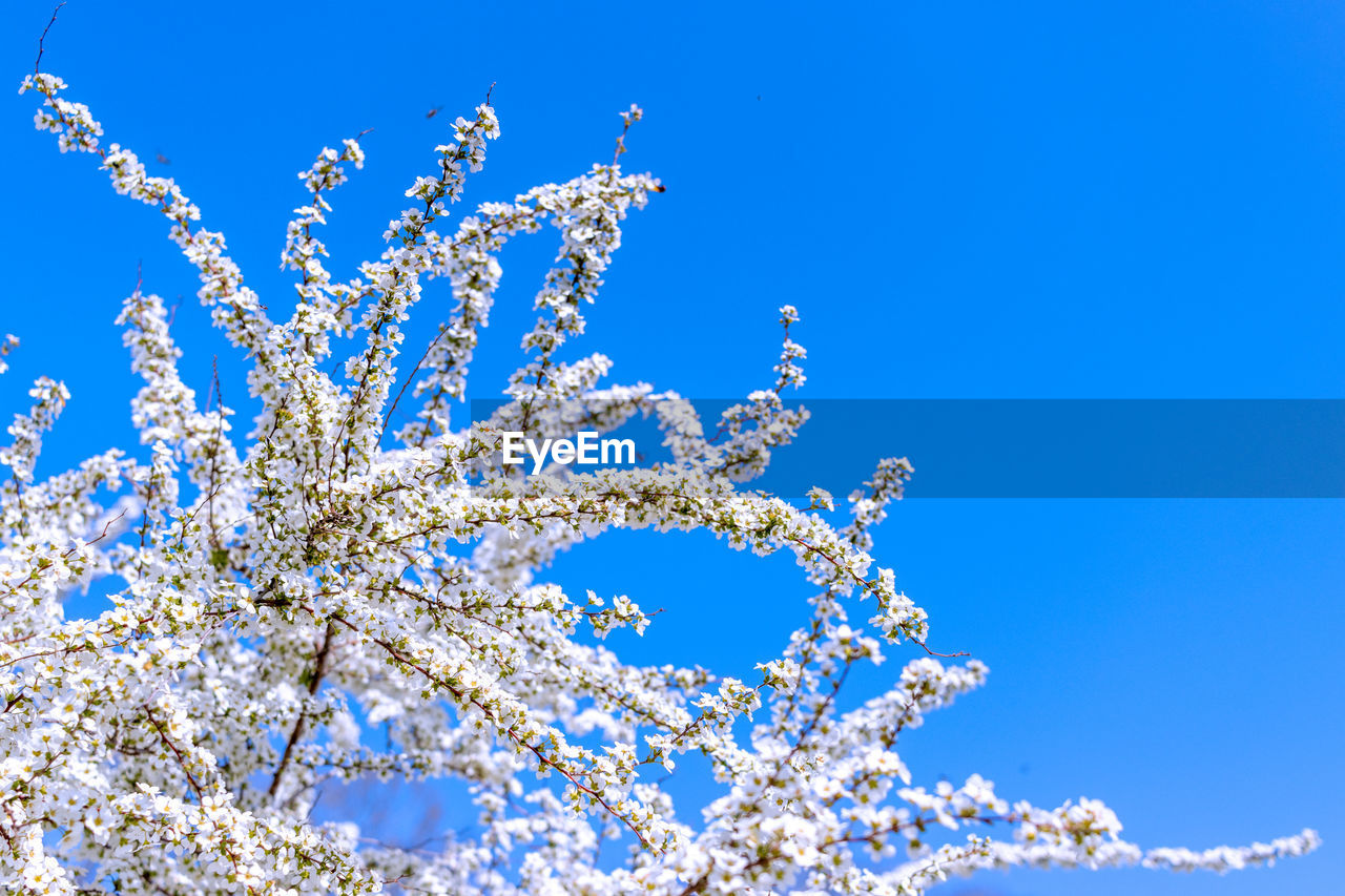 branch, blue, sky, plant, flower, nature, frost, tree, beauty in nature, clear sky, no people, low angle view, blossom, freshness, growth, snow, cold temperature, winter, outdoors, springtime, freezing, white, twig, day, flowering plant, tranquility