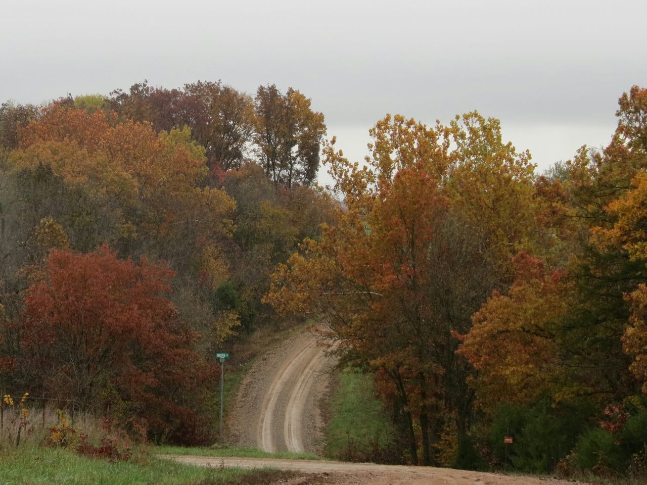 TREES IN AUTUMN