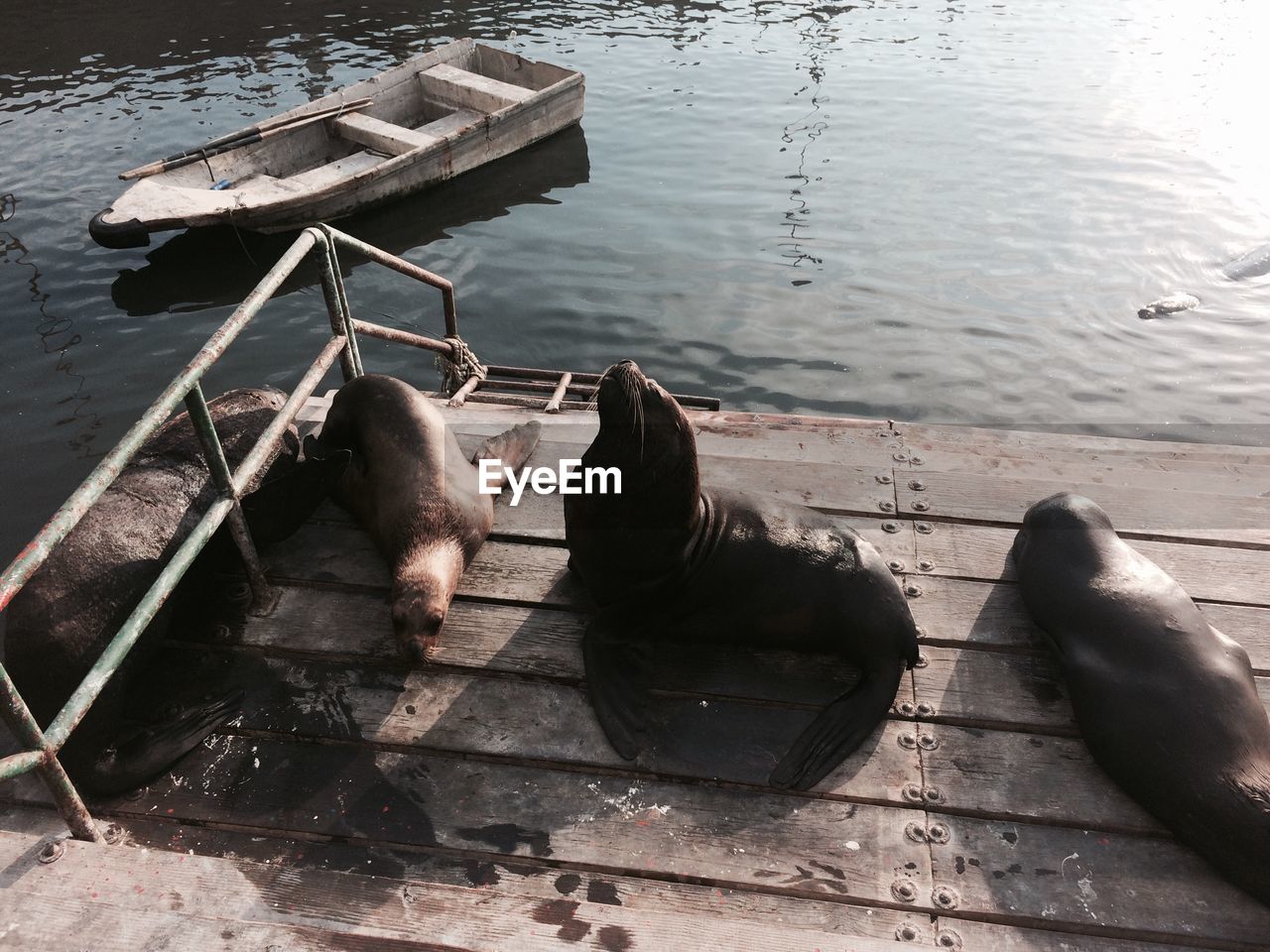 HIGH ANGLE VIEW OF BIRDS BY WATER