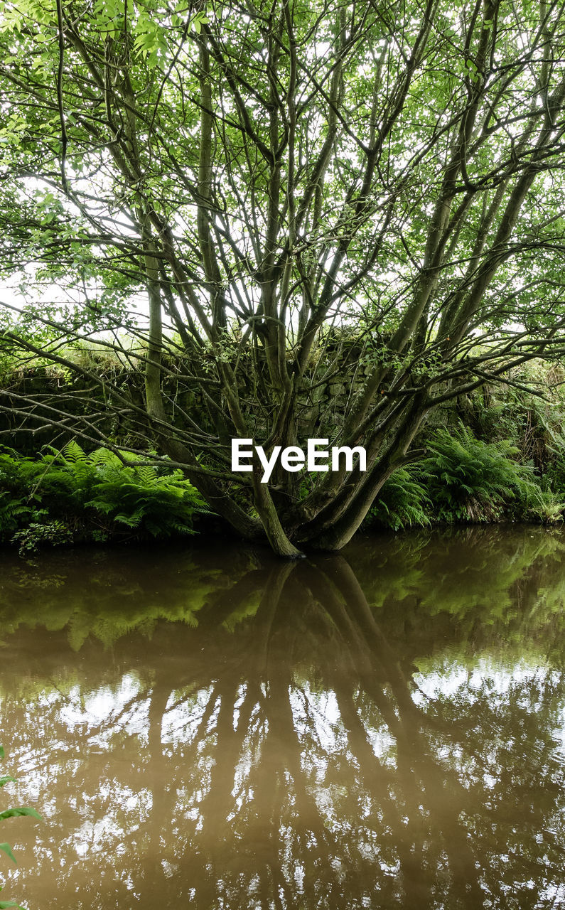 SCENIC VIEW OF LAKE WITH TREES IN BACKGROUND