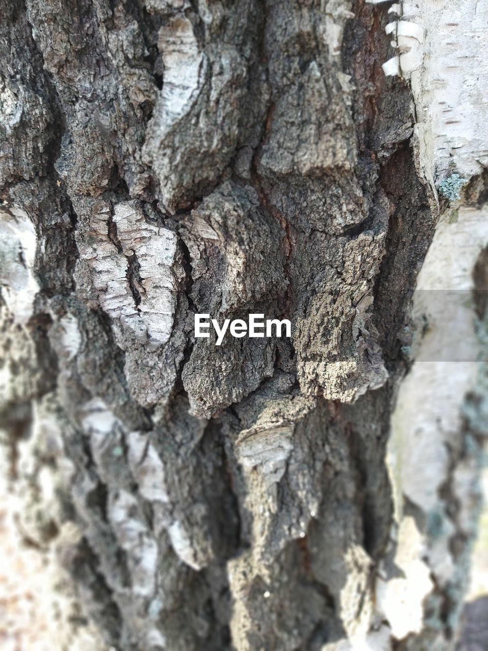 CLOSE-UP OF TREE TRUNK