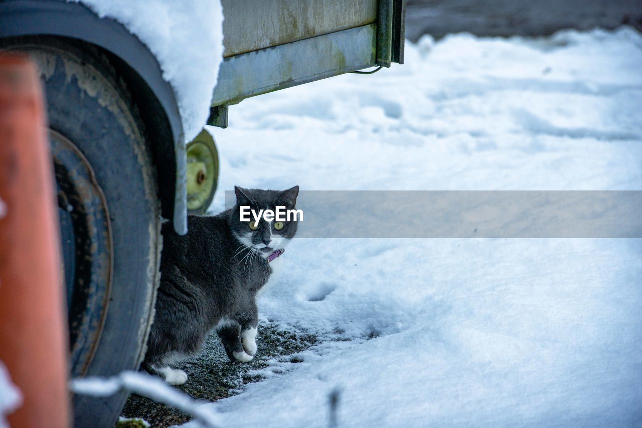 Portrait of a cat in winter