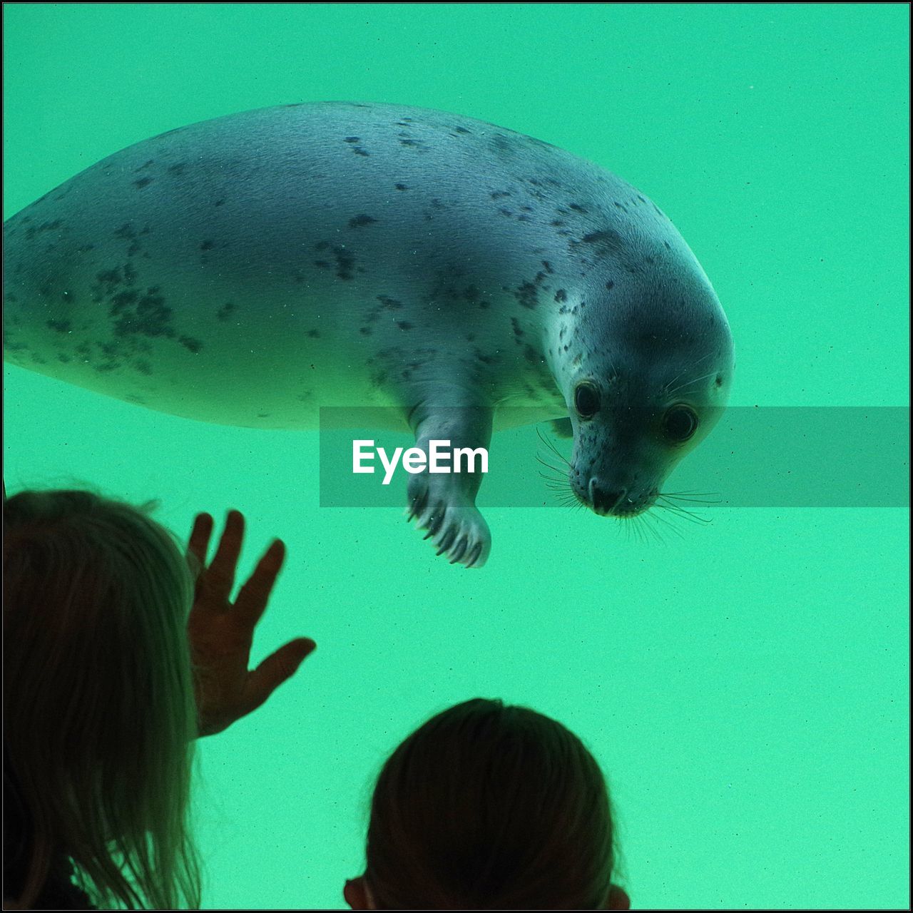 animal themes, animal, childhood, animal wildlife, child, aquarium, animals in captivity, wildlife, tank, underwater, rear view, indoors, sea, marine mammal, group of animals, headshot, water, mammal, women, two people, nature, looking, marine, female, togetherness, men, sea life, curiosity, swimming, portrait, family, zoo, two animals, transparent, innocence