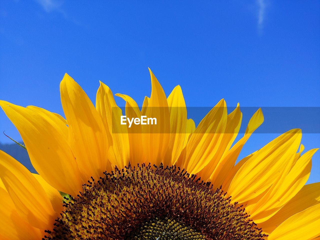 Close-up of sunflower against blue sky