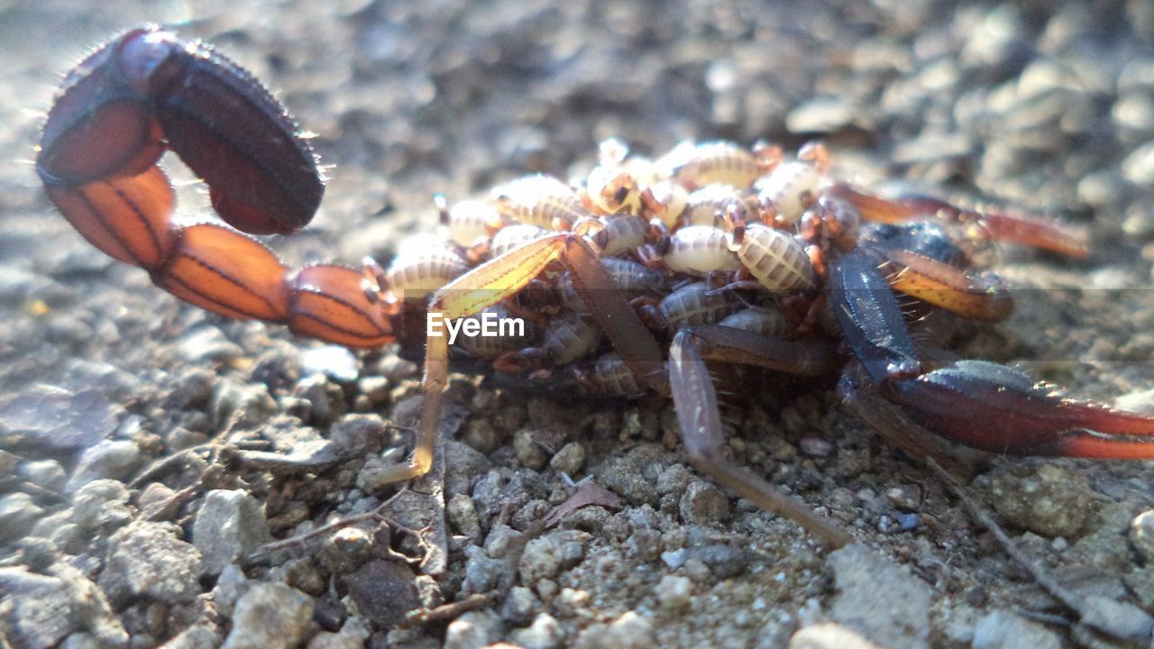 Close-up of scorpion with larva on ground