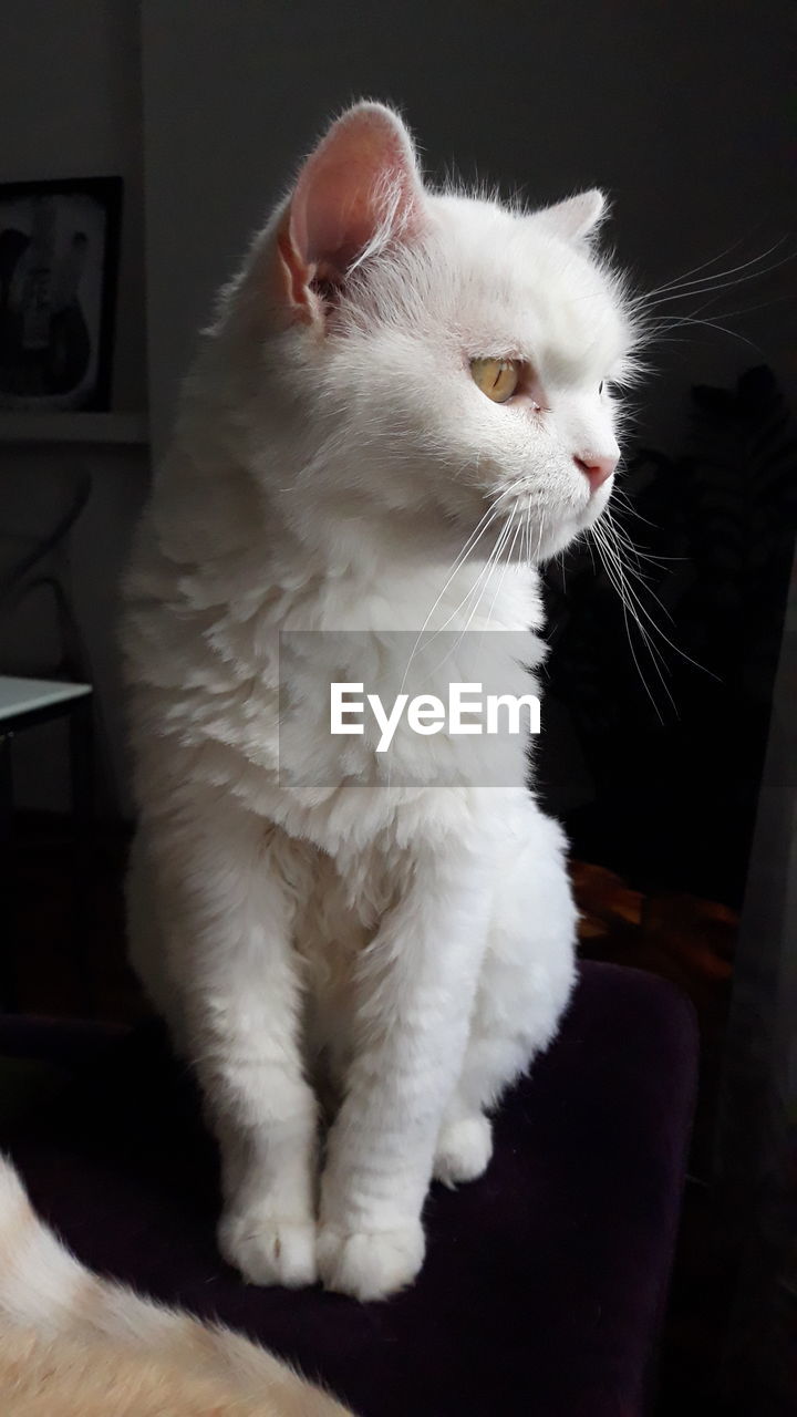 CLOSE-UP OF WHITE CAT SITTING