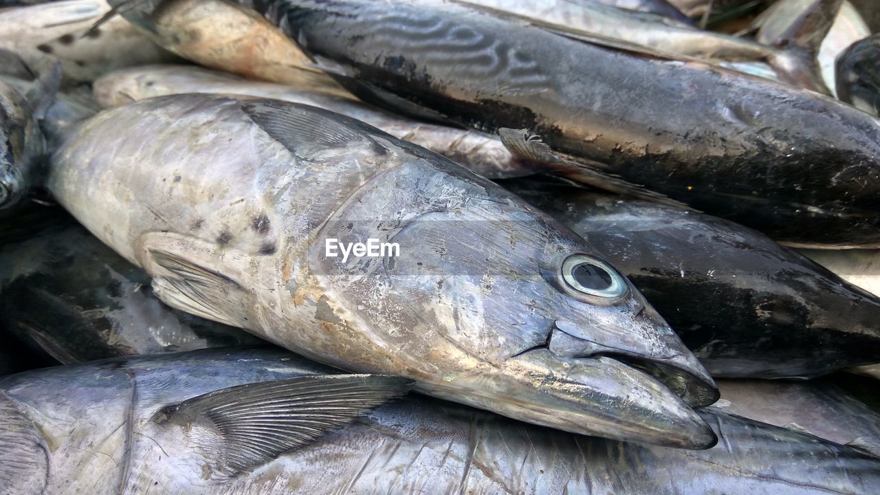 Close-up of fish for sale in market