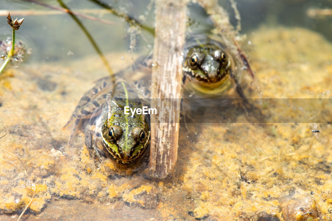 Close-up of frogs in water