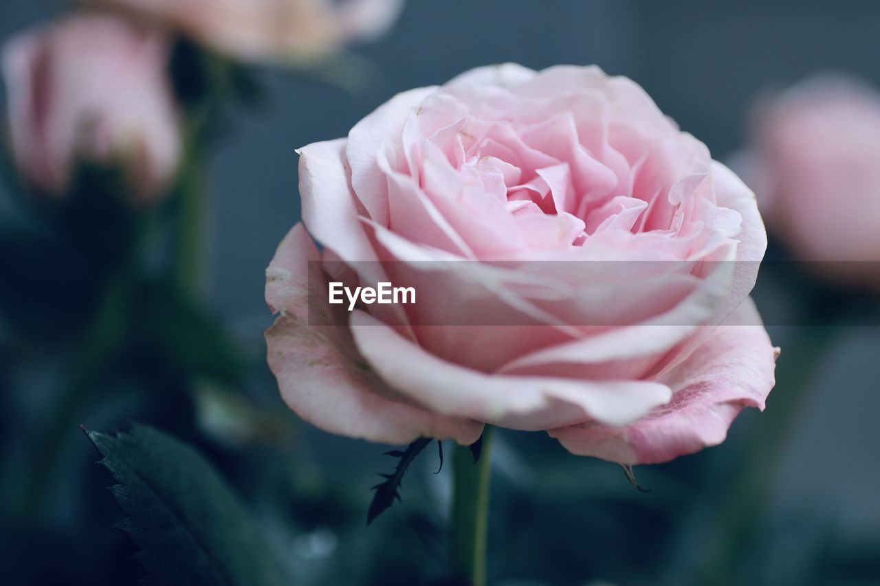 Close-up of pink rose