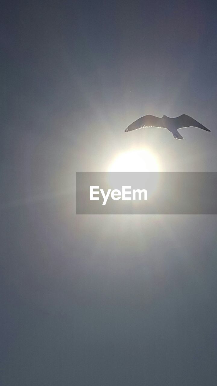 CLOSE-UP OF SILHOUETTE BIRDS AGAINST CLEAR SKY