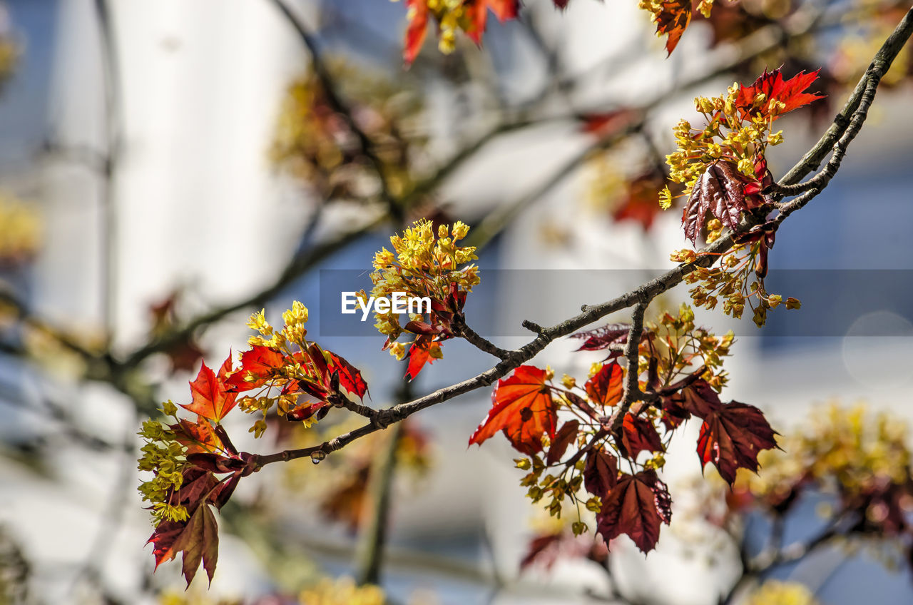 Close-up of flowering plant during autumn