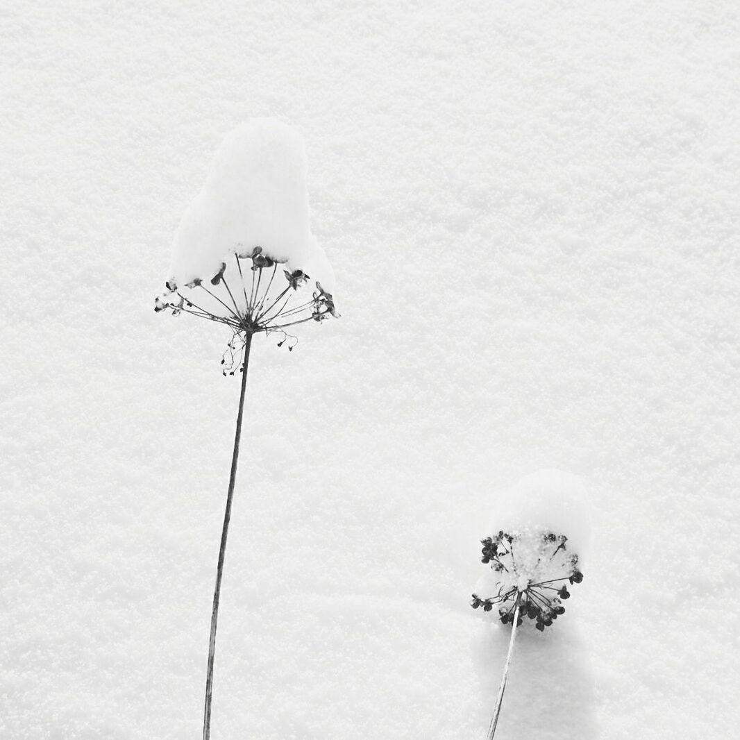 High angle view of frozen dried plant on snow