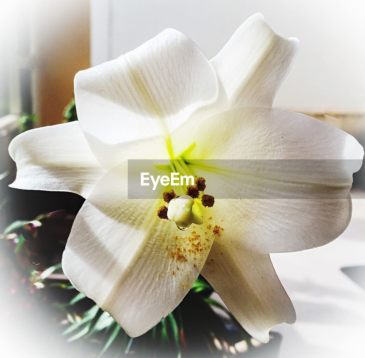 CLOSE-UP OF WHITE ORCHIDS BLOOMING IN PARK