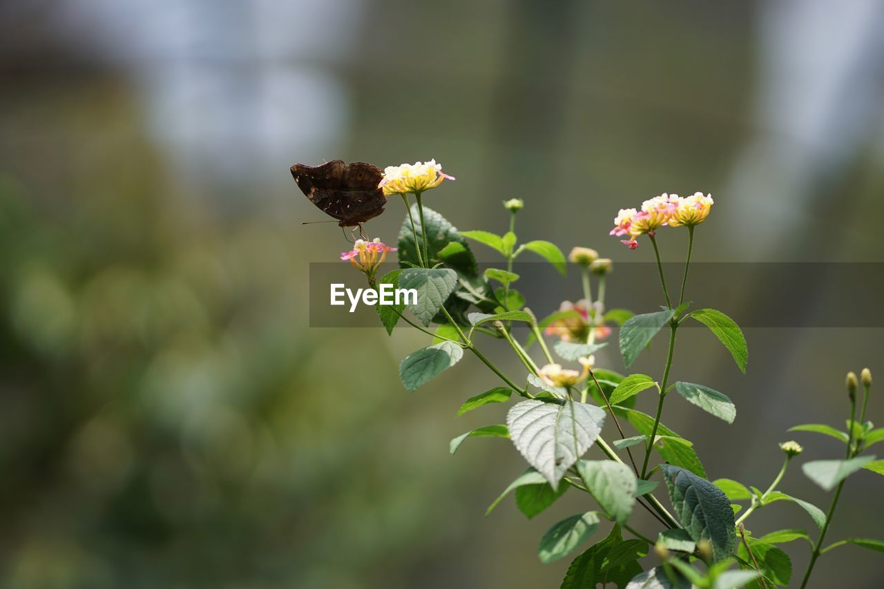 CLOSE-UP OF WHITE BUTTERFLY ON PLANT