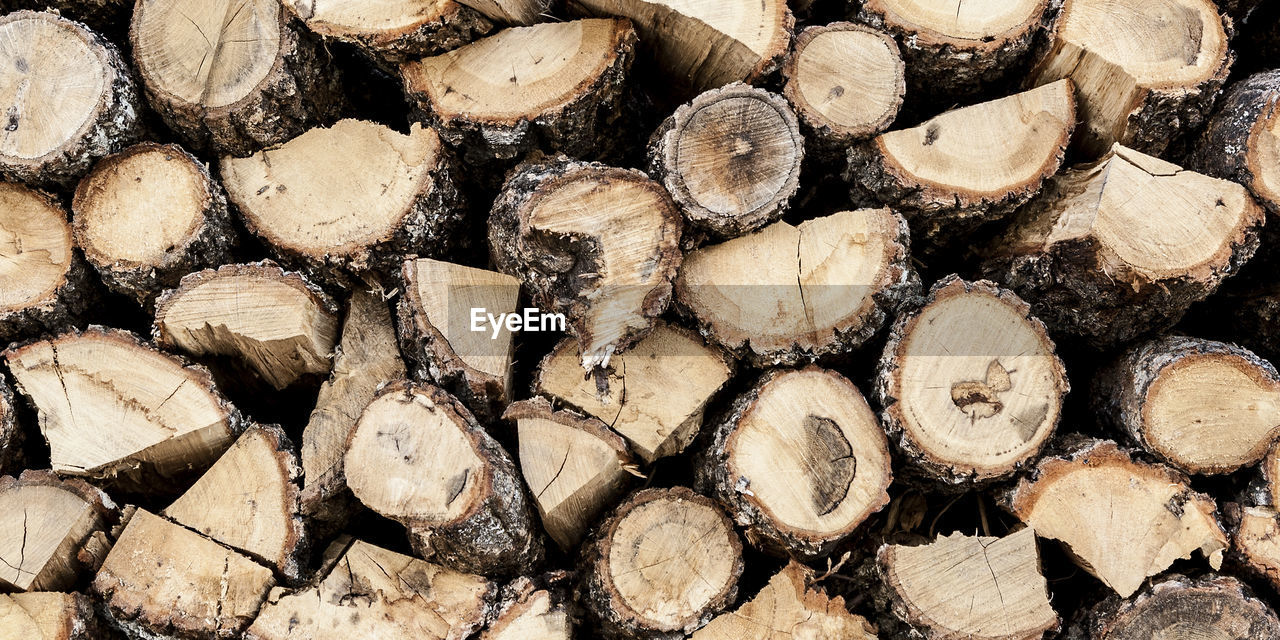 FULL FRAME SHOT OF LOGS AND TREE IN FOREST