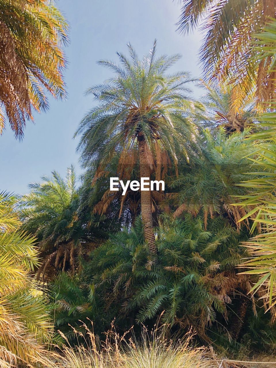 LOW ANGLE VIEW OF PALM TREE AGAINST SKY