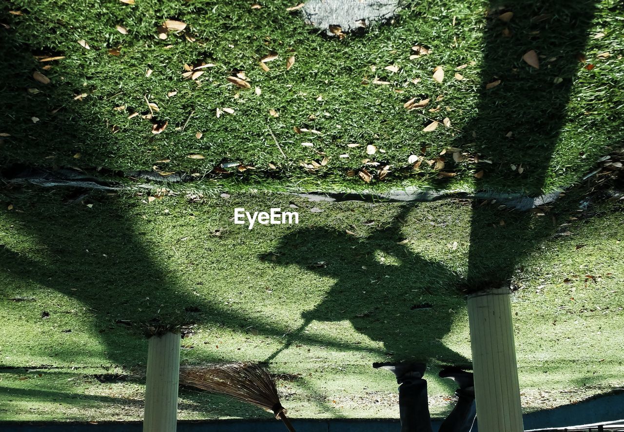 SHADOW OF TREE IN GRASS