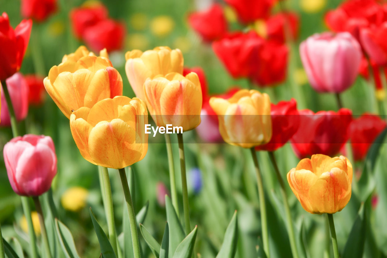 CLOSE-UP OF TULIPS ON FIELD