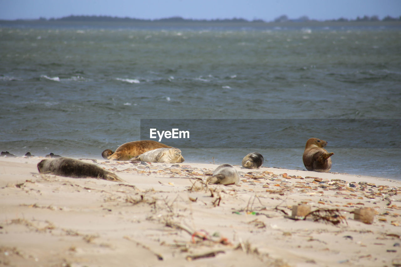 Seals with babies on sand bank at amrumer odde in amrum, germany