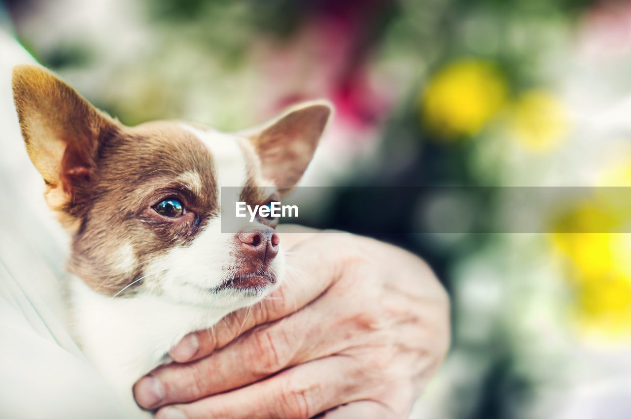 Close-up of person holding puppy outdoors