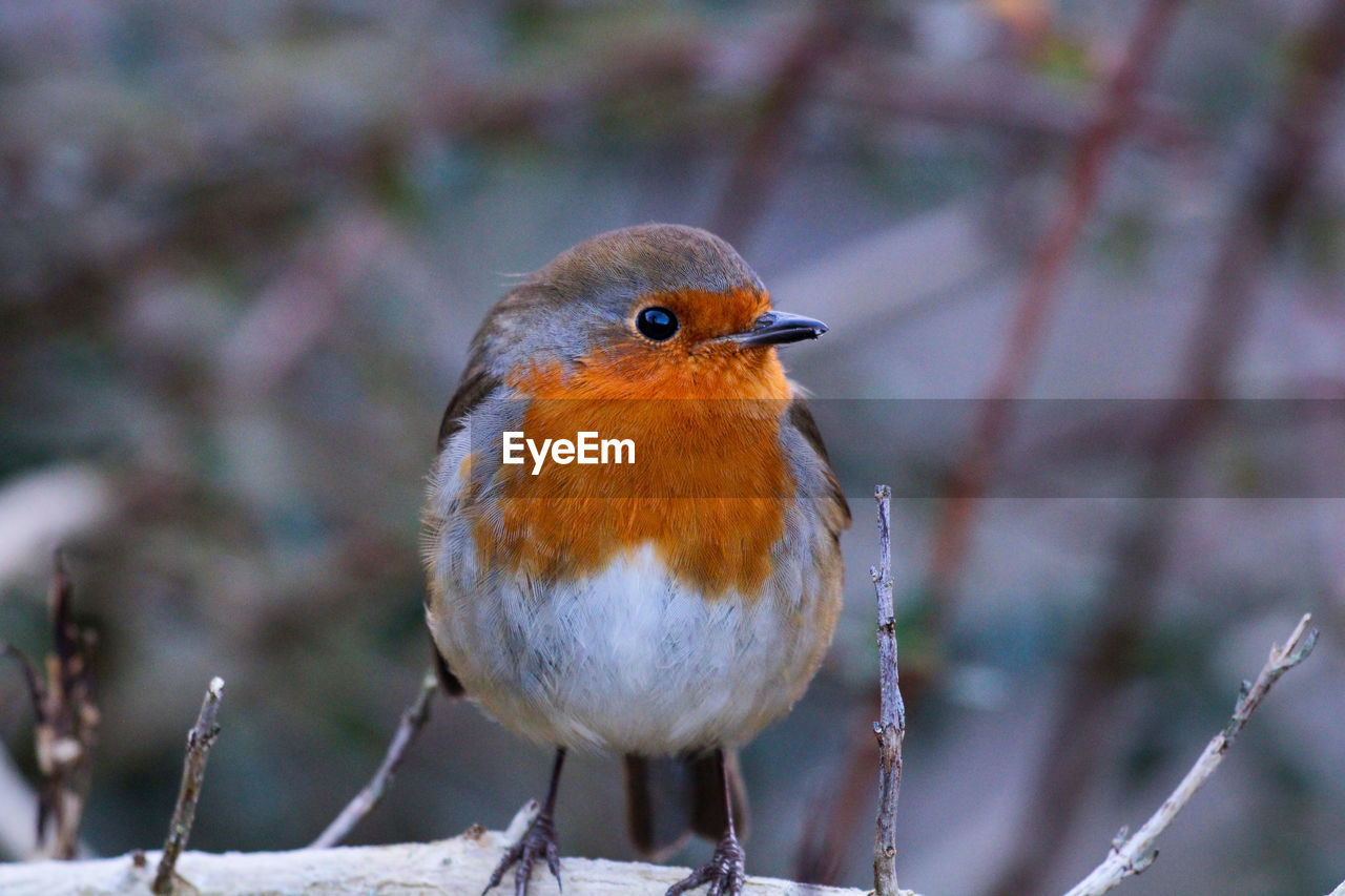 Robin perched on a branch