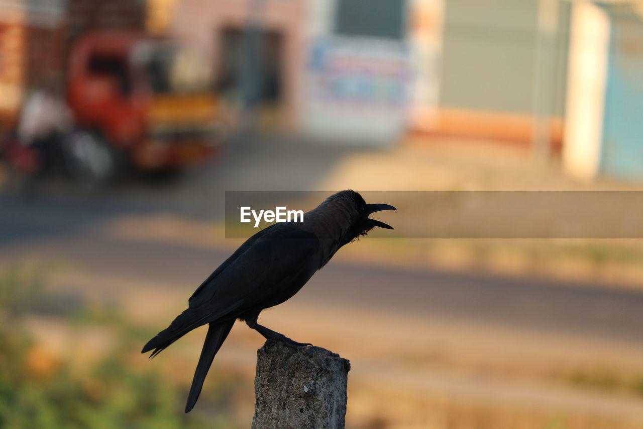 CLOSE-UP OF A BIRD PERCHING ON WOODEN POST