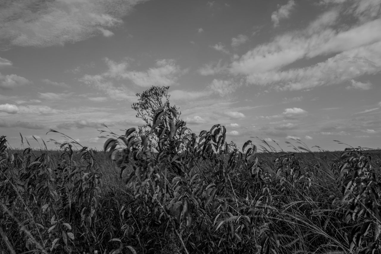 sky, plant, cloud, grass, landscape, black and white, horizon, field, nature, growth, land, monochrome photography, environment, crop, monochrome, agriculture, cereal plant, beauty in nature, scenics - nature, tranquility, rural scene, no people, tranquil scene, rural area, tree, corn, outdoors, day, black, prairie, non-urban scene, sunlight, darkness, food