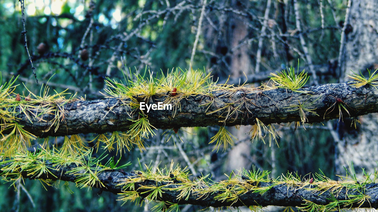 CLOSE-UP OF PINE TREE BRANCH