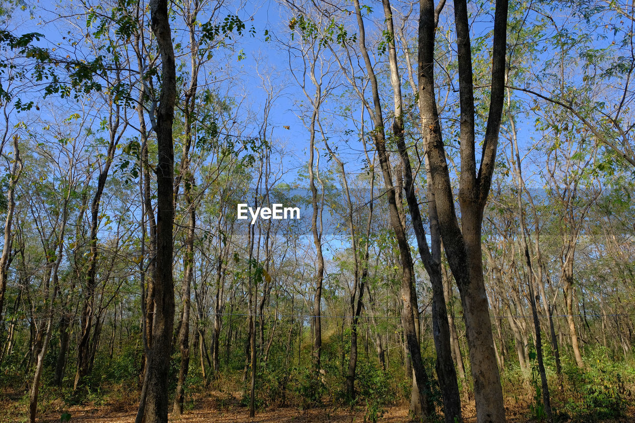 PANORAMIC VIEW OF TREES IN FOREST