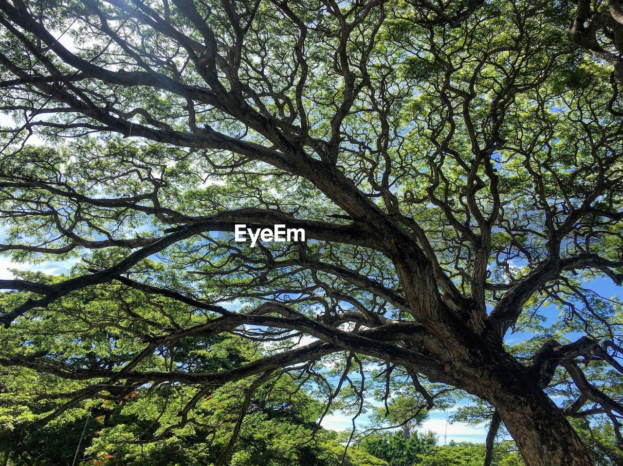 Low angle view of tree in forest