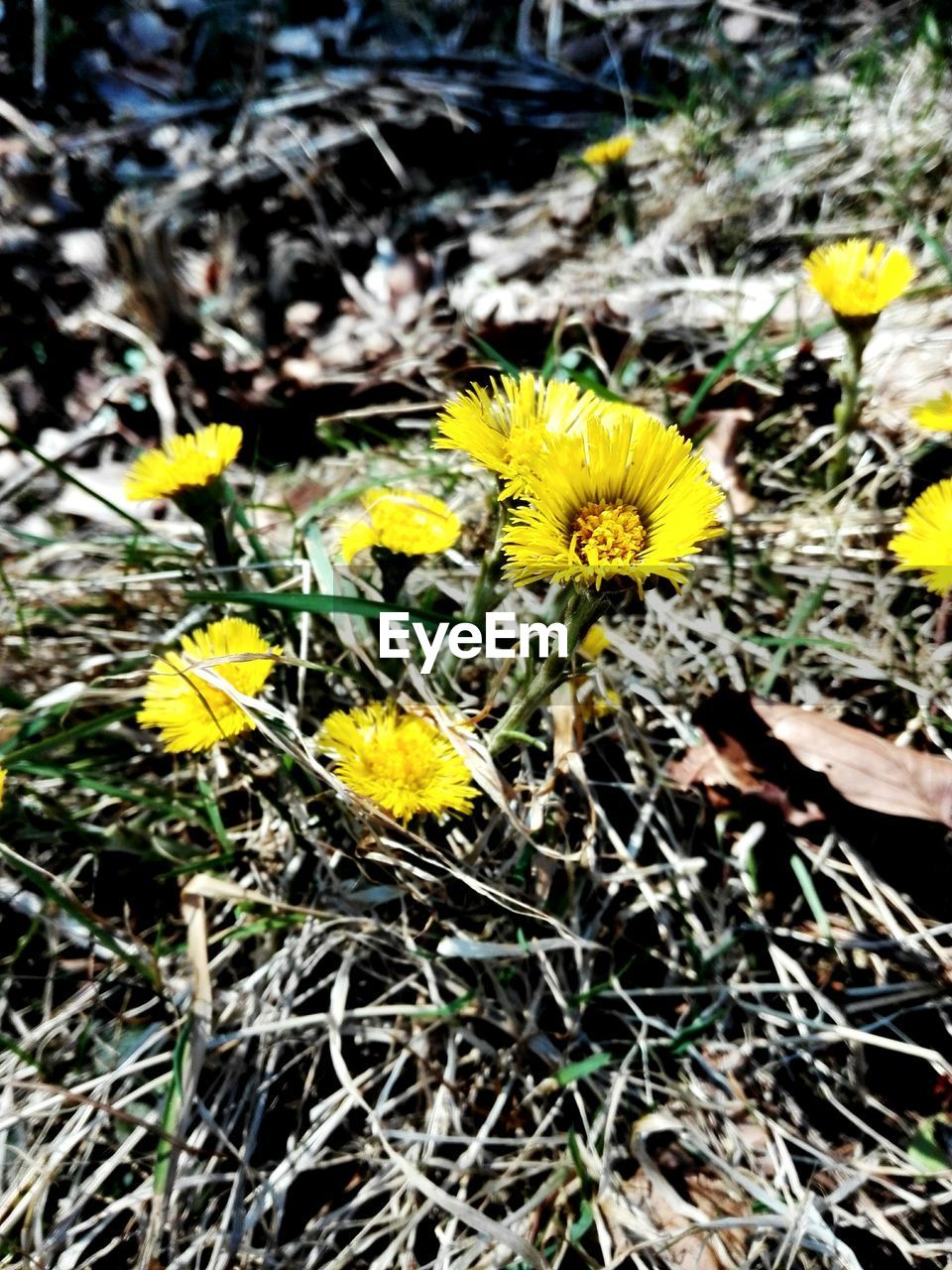 CLOSE-UP OF YELLOW FLOWERING PLANTS ON FIELD