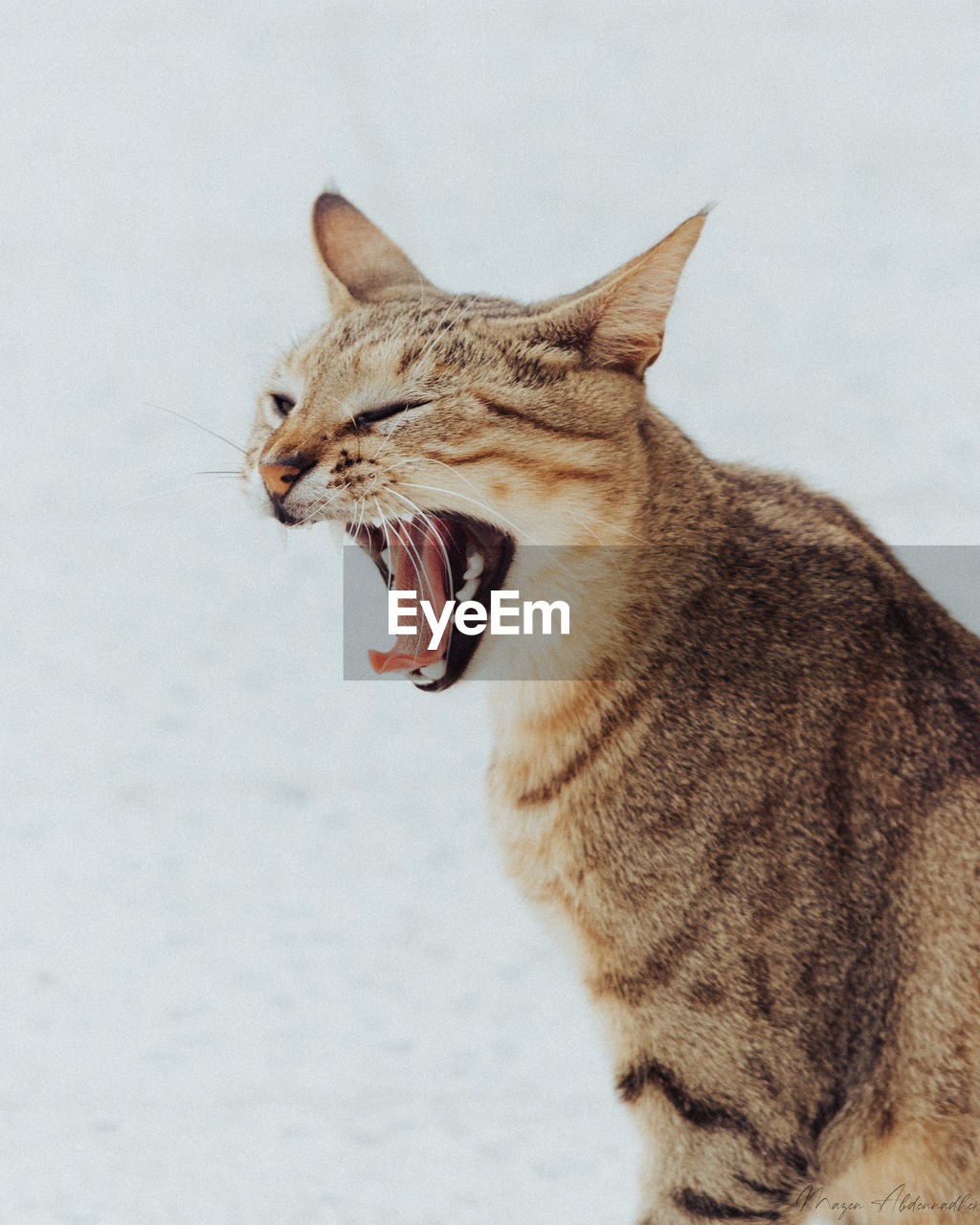 Close-up of cat yawning