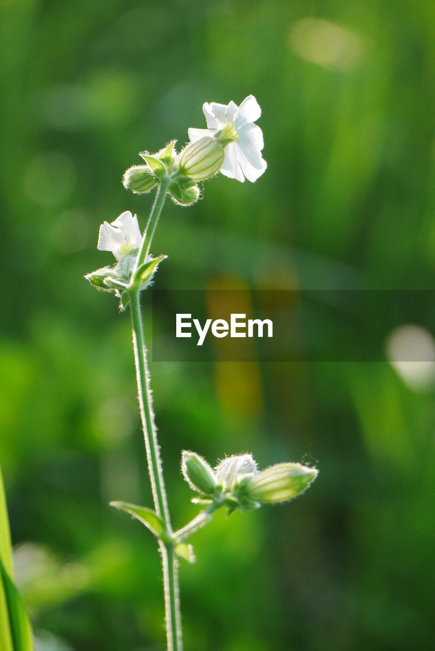 Close-up of flowers blooming outdoors