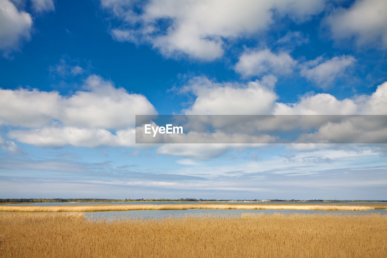 Scenic view of lake by reeds against cloudy sky