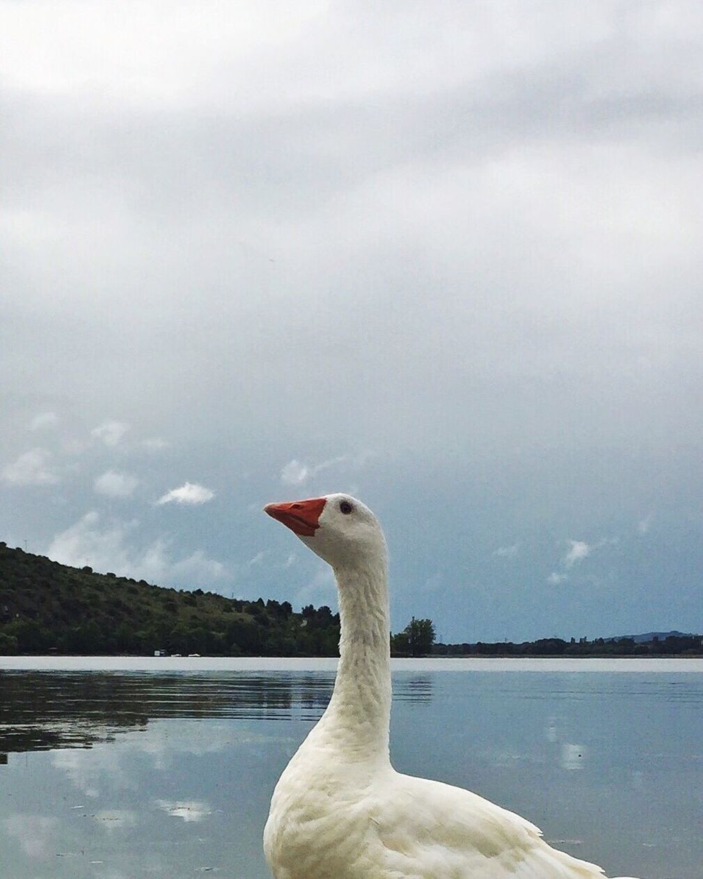 Close-up side view of a swan in water