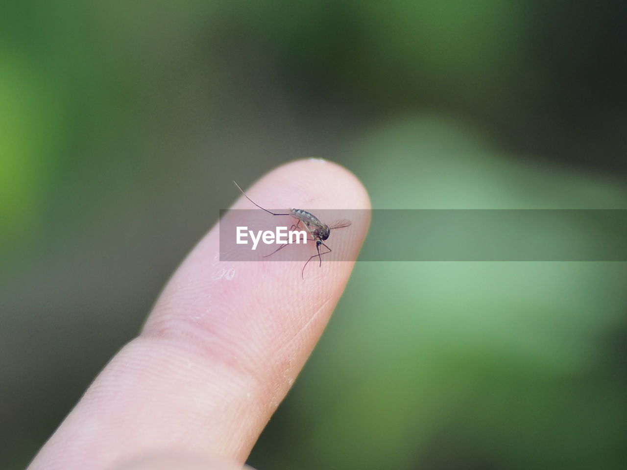 Close-up of insect on hand