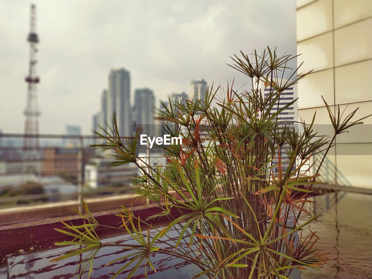 Close-up of plant against buildings in city