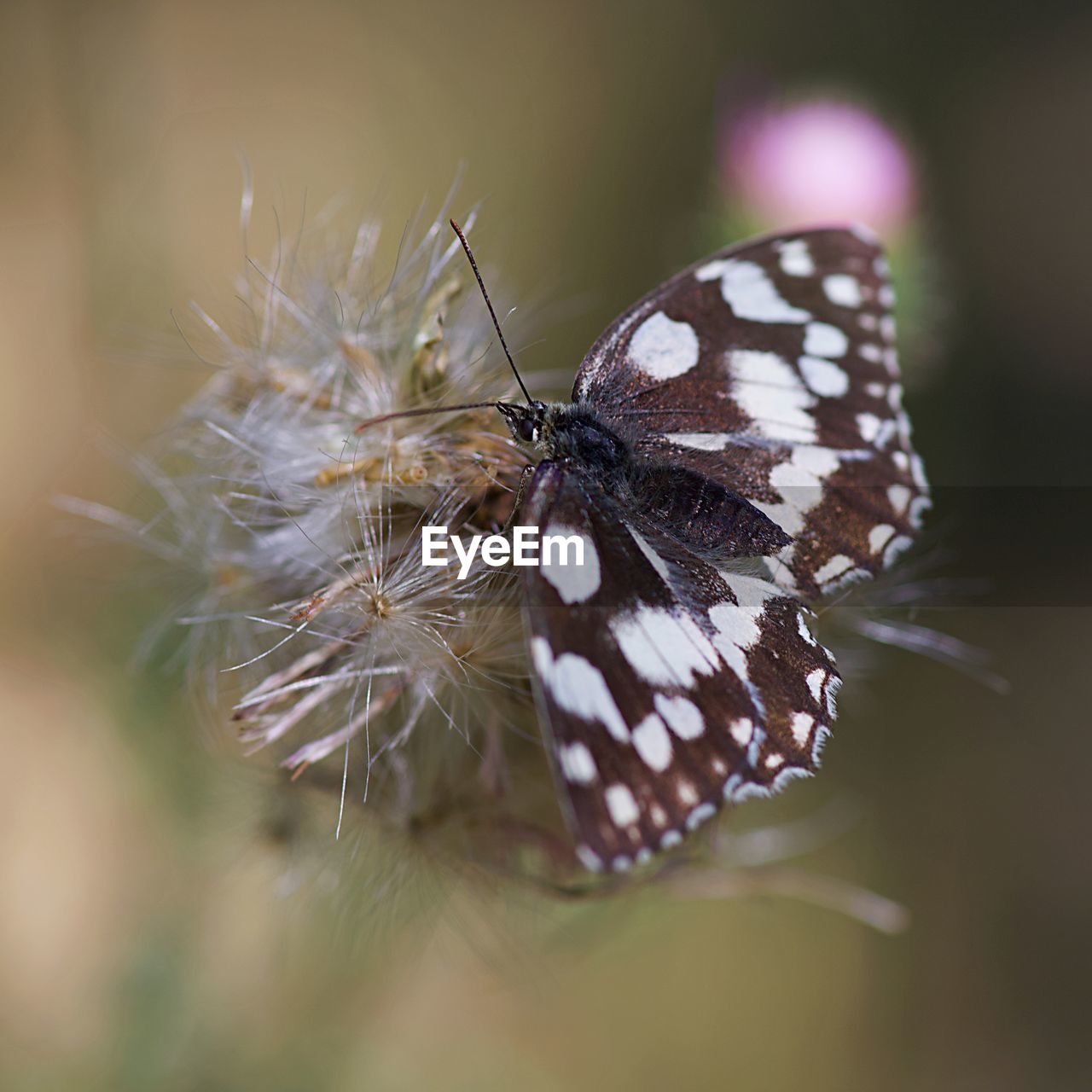 Close-up of butterfly on flower