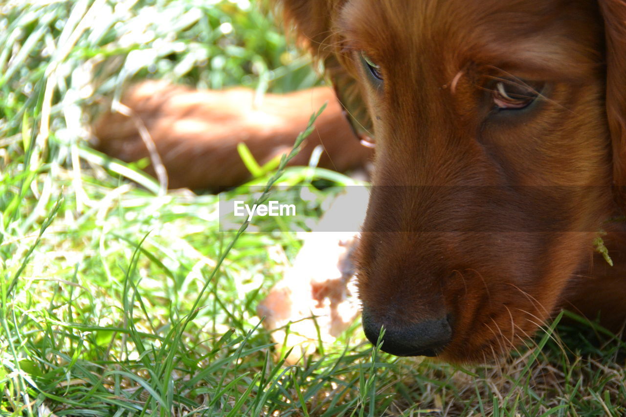 Close-up of dog on grass