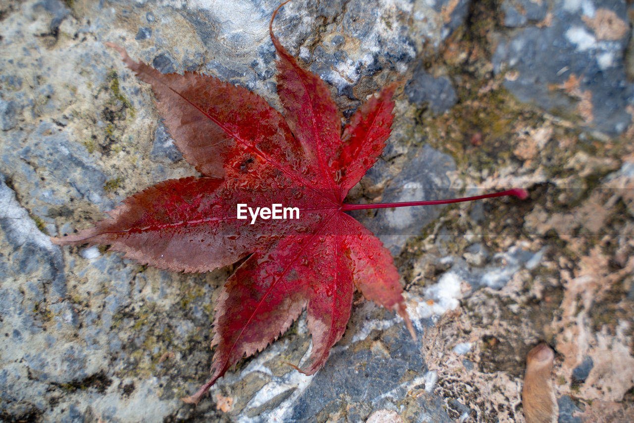 HIGH ANGLE VIEW OF RED AUTUMN LEAVES ON ROCK